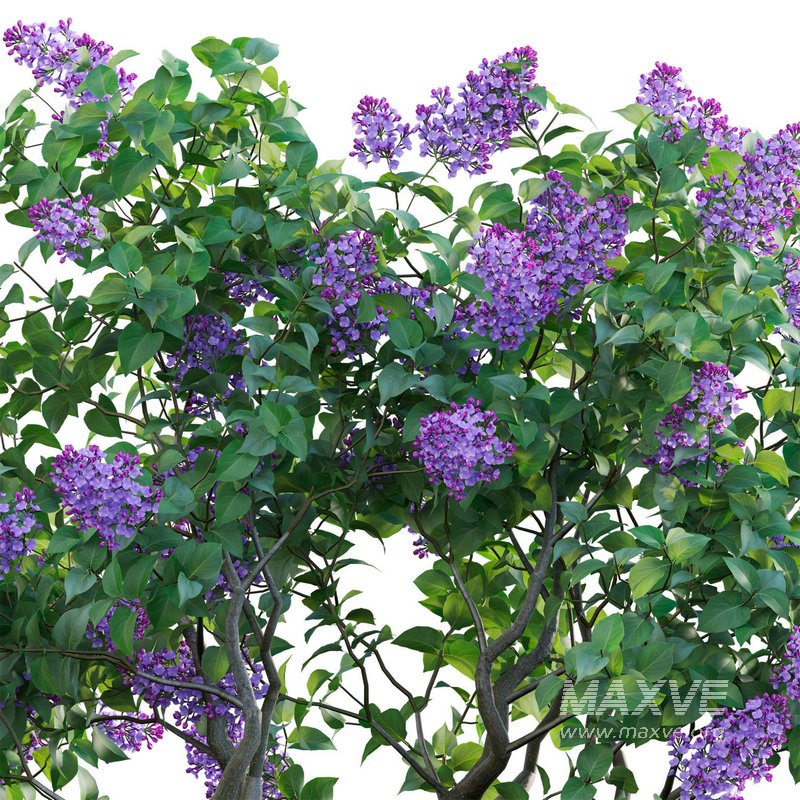 Syringa vulgaris – Common Lilac 01 - Image 4