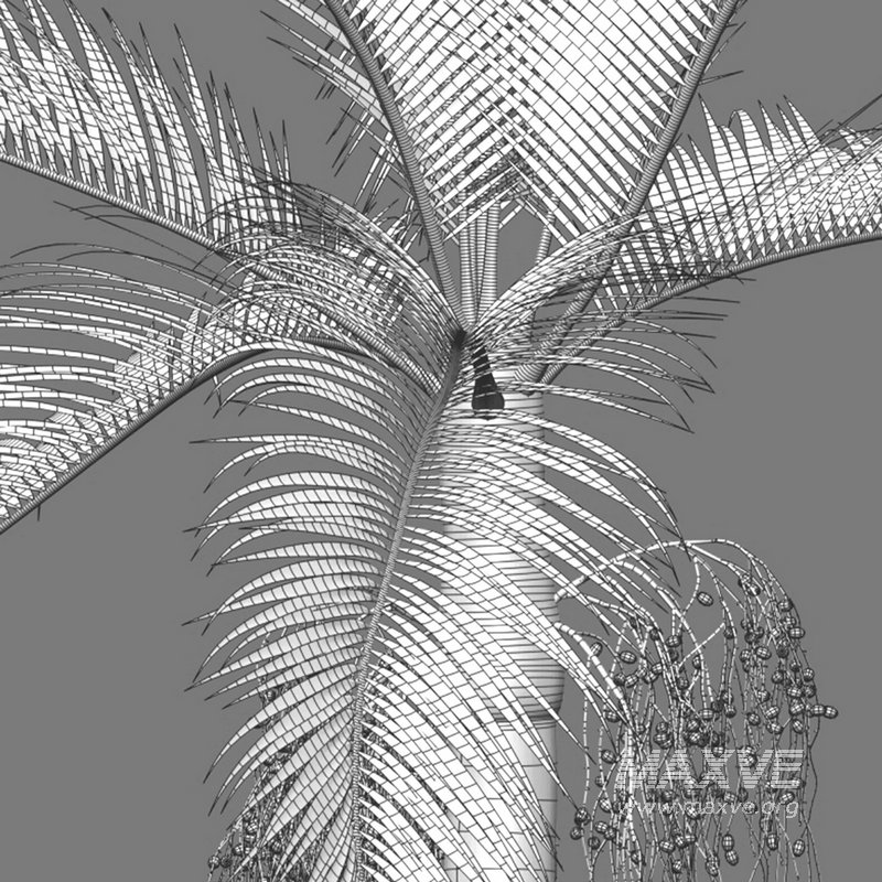 Archontophoenix Alexandrae - Image 6