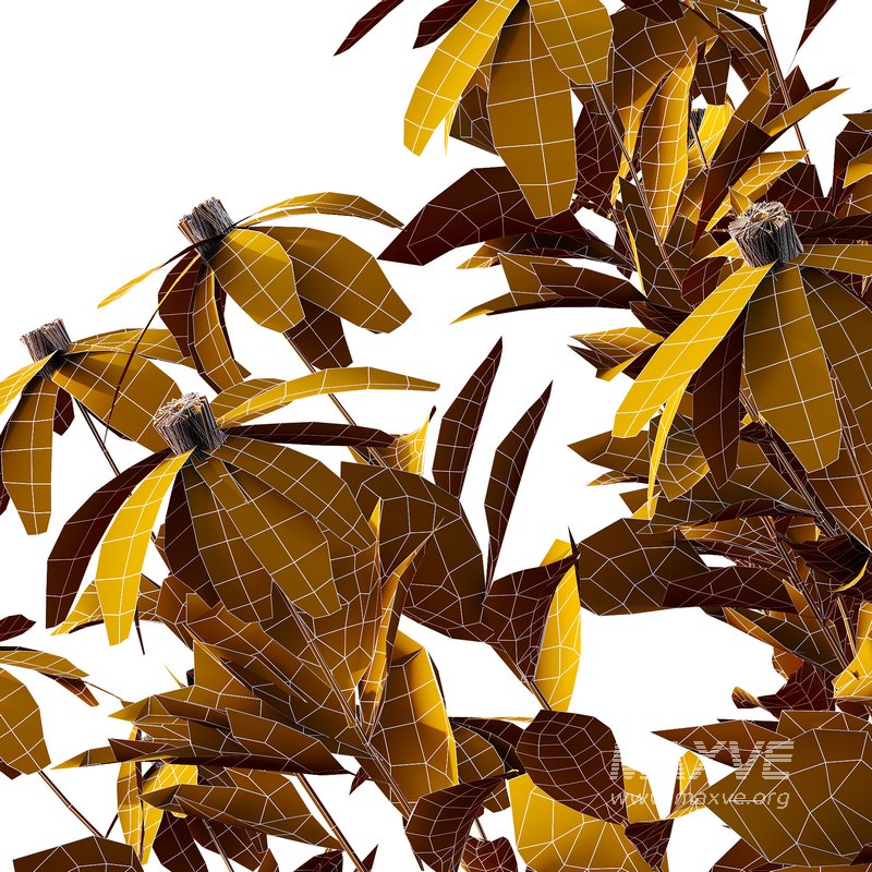 Rudbeckia laciniata Plant 05 -3 Plants - Image 5