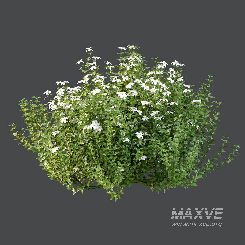 romneya coulter Plant 06 -2 Model - Image 4