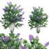 Syringa vulgaris – Common Lilac 04 - Thumbnail 1