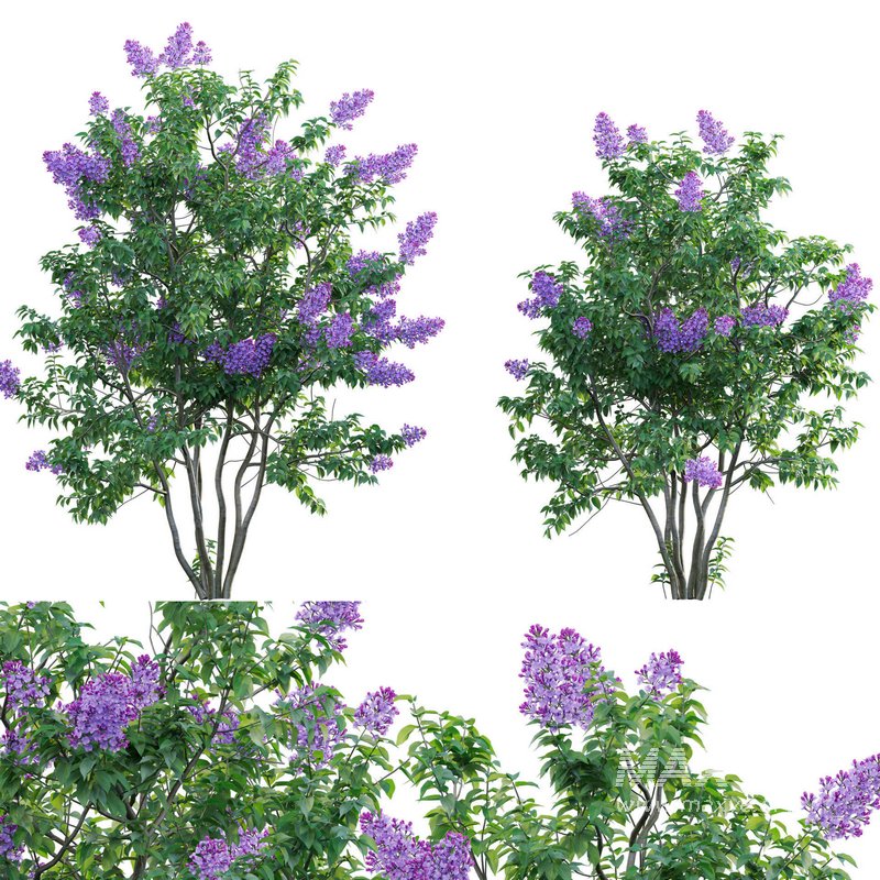 Syringa vulgaris – Common Lilac 04 - Image 1