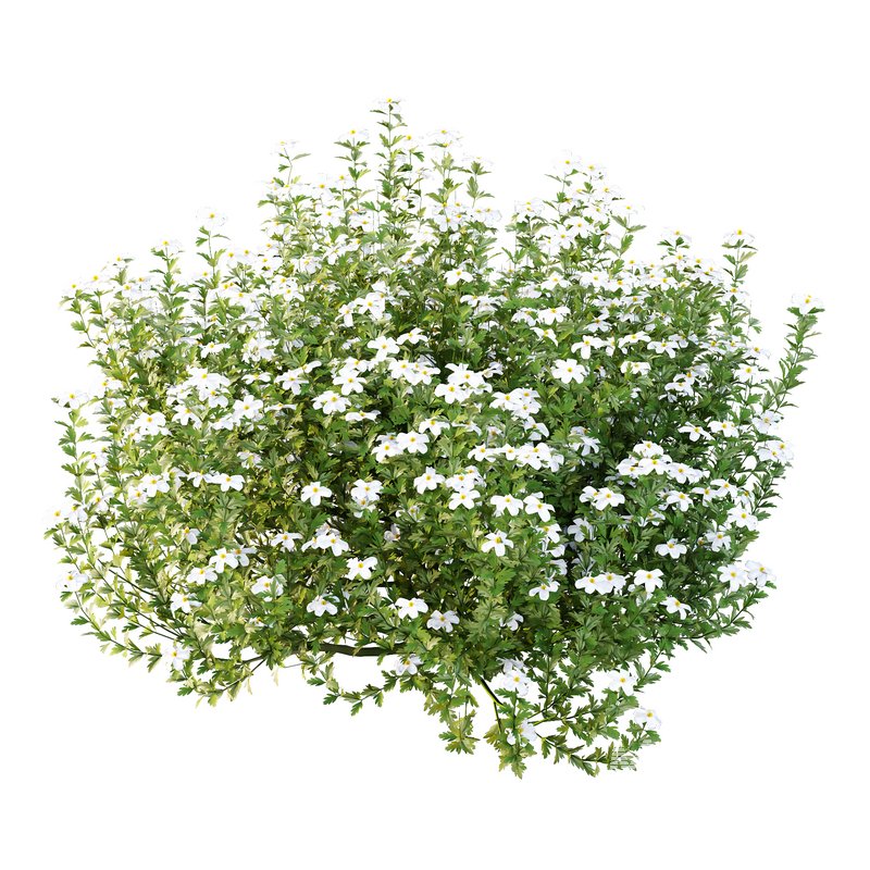 romneya coulter Plant 07 -2 Model - Image 4