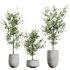 AV Indoor plants set 153 Beech Olea Europaea Olive Eucalyptu and Aloifolia Rostrata Palm and Ficus Cyathistipula African Fig - Thumbnail 13