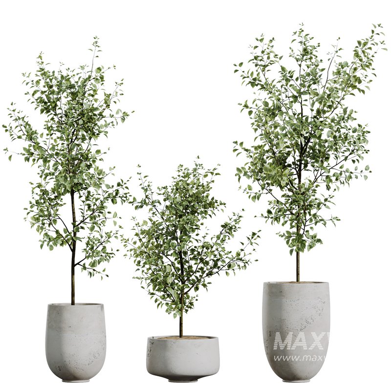 AV Indoor plants set 153 Beech Olea Europaea Olive Eucalyptu and Aloifolia Rostrata Palm and Ficus Cyathistipula African Fig - Image 13