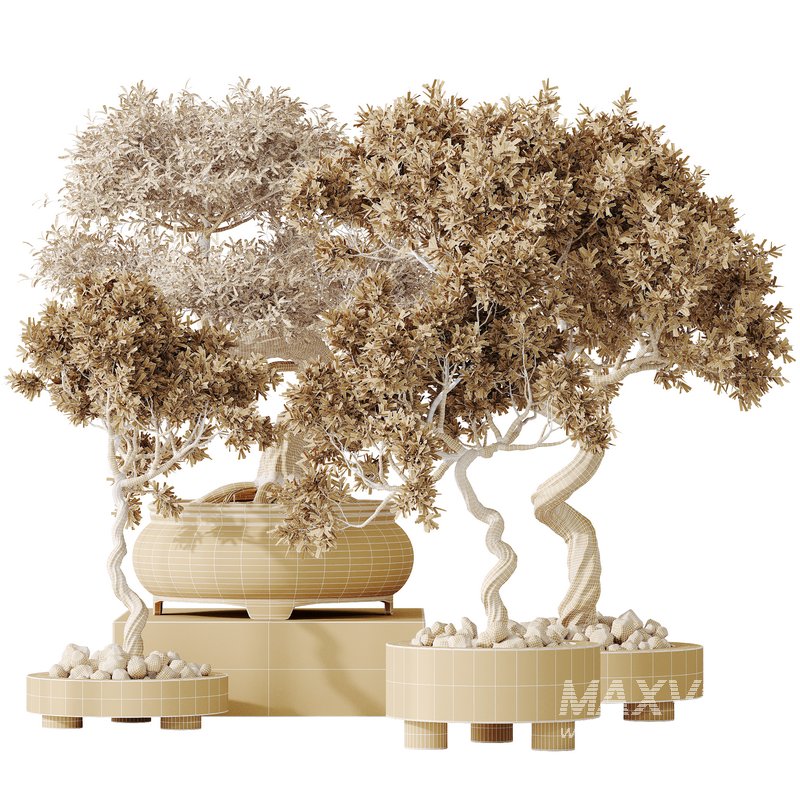 AV Indoor plants set 153 Mission Kalamata Leccino Arbequina Wilsonii Chemlali Olive - Image 4