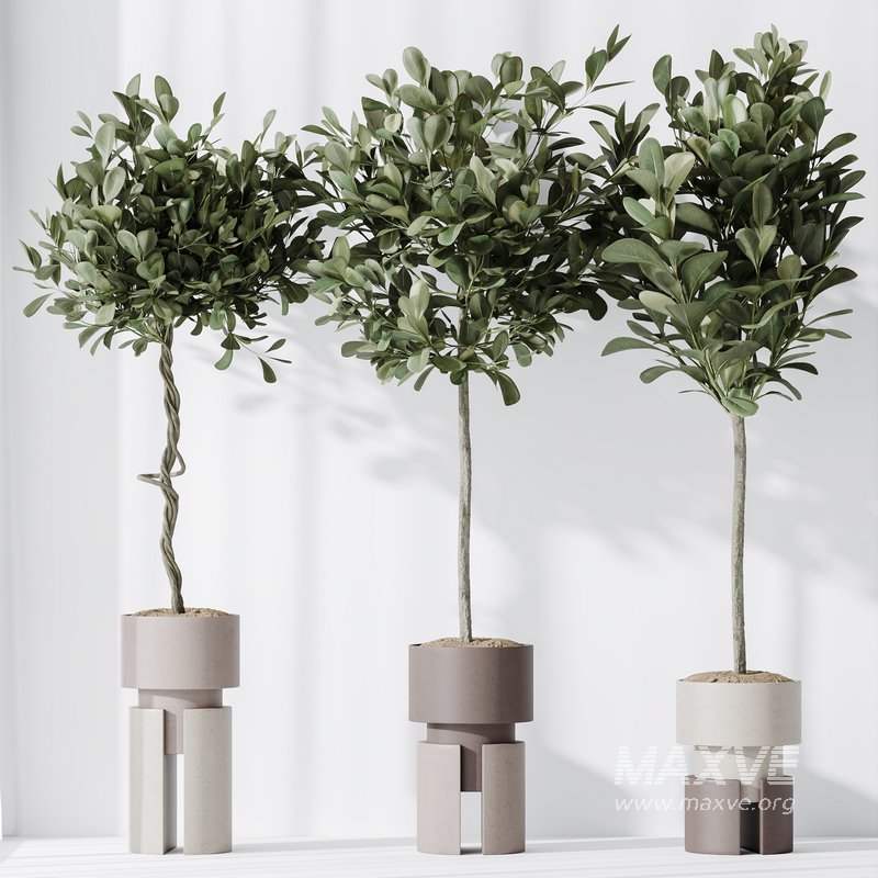 AV Indoor plants set 154 Ficus Microcarpa Moclame and Snake Green Sansevieria and Bird Of ParadiseBird - Image 4