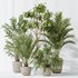 AV Indoor plants set 150 Lutescens Areca Palm and Ficus Cyathistipula and Paradise Kentia Everlasting - Thumbnail 3