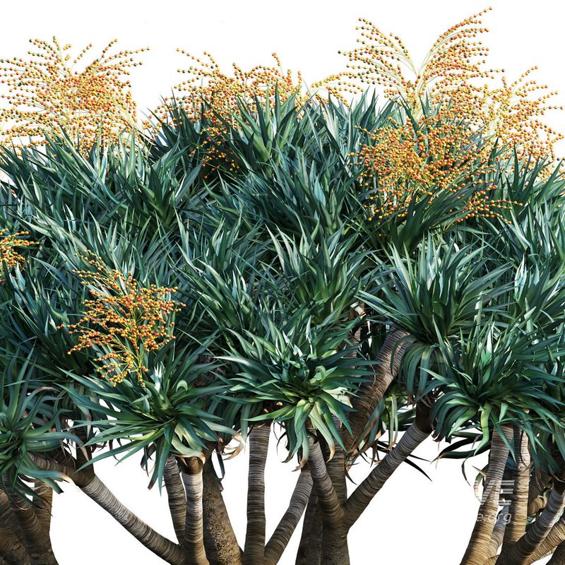 Dracaena Draco-Canary Islands Dragon Tree-03 - Image 3