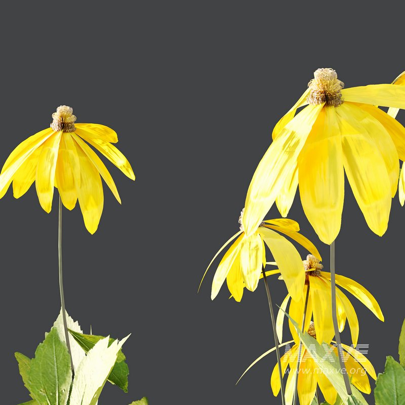 Rudbeckia laciniata Plant 03 - Image 2