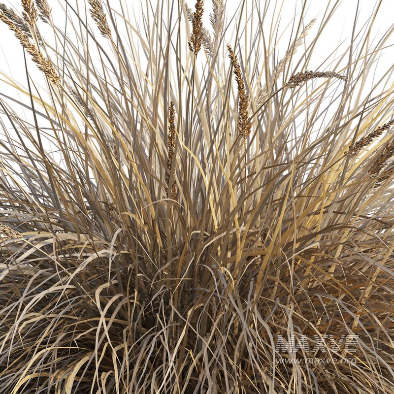 Muhlenbergia rigens -Deer Grass - Image 3