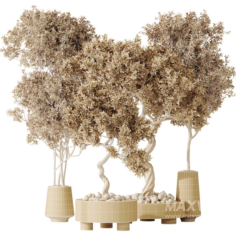 AV Indoor plants set 131 Mission Kalamata Leccino Arbequina Wilsonii Chemlali Olive - Image 6