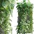 Vertical garden 18 - Thumbnail 1