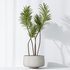 AV Indoor plants set 153 Beech Olea Europaea Olive Eucalyptu and Aloifolia Rostrata Palm and Ficus Cyathistipula African Fig - Thumbnail 9