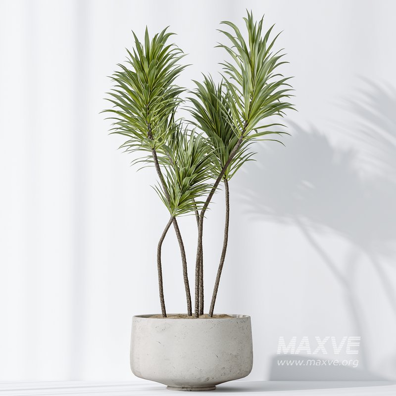 AV Indoor plants set 153 Beech Olea Europaea Olive Eucalyptu and Aloifolia Rostrata Palm and Ficus Cyathistipula African Fig - Image 9