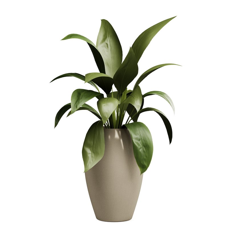 Indoorplants-153 - Image 7