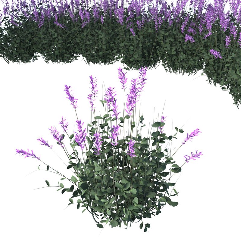 Lavender outdoor flower - Image 1