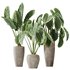 AV Indoor plants set 149 Cunjevoi Jardin Brisbanensis Fittingly Elephant and Arbequina Wilsonii Chemlali Olive - Thumbnail 3
