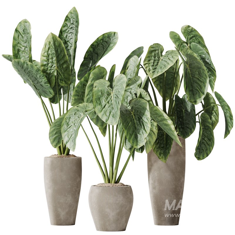 AV Indoor plants set 149 Cunjevoi Jardin Brisbanensis Fittingly Elephant and Arbequina Wilsonii Chemlali Olive - Image 3