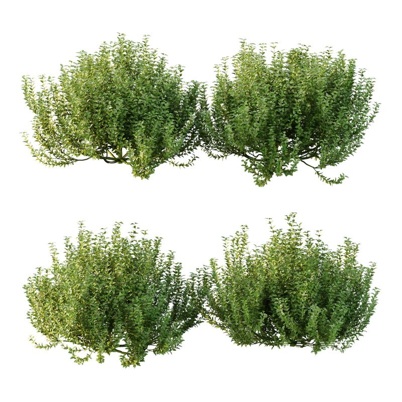 ntal plant, kept for its large, showy flowers. - Image 2