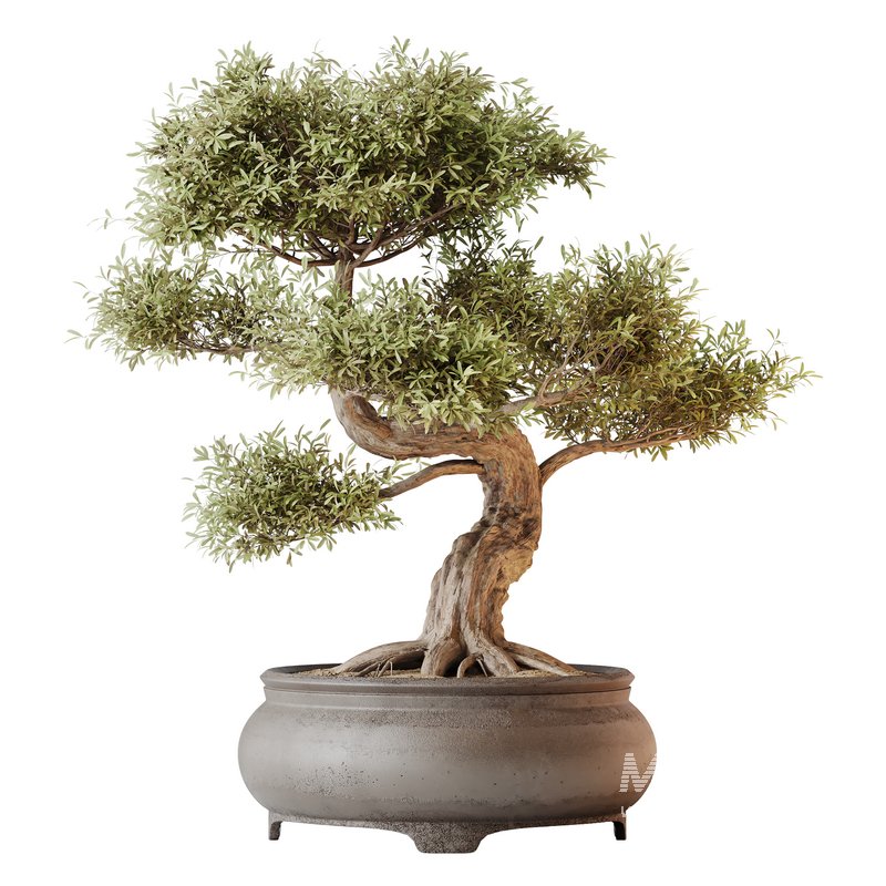 AV Indoor plants set 153 Mission Kalamata Leccino Arbequina Wilsonii Chemlali Olive - Image 1