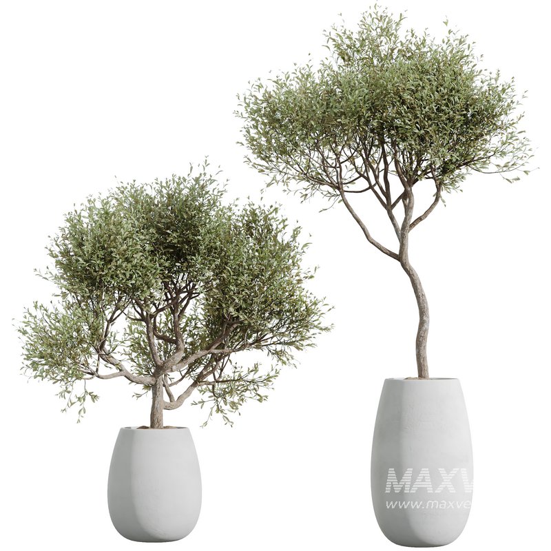 Indoor plants set 133 Wilsonii Chemlali Olive and Briful Pachira Aquatica and Warneckii Lemon Lime Cane Dragon - Image 1