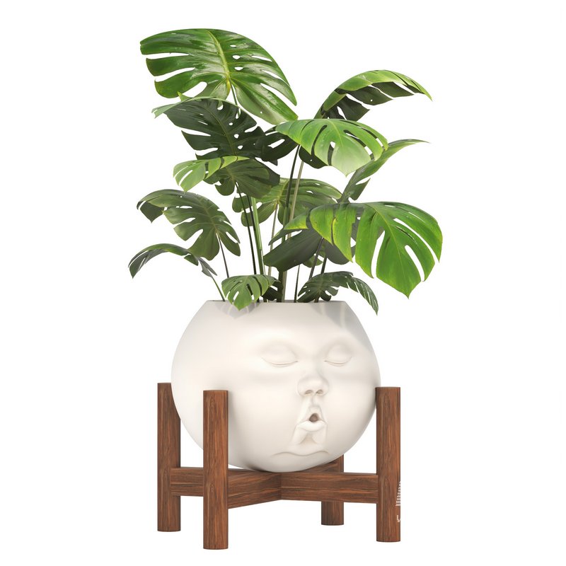 Decorative plant Open Mind - Image 2