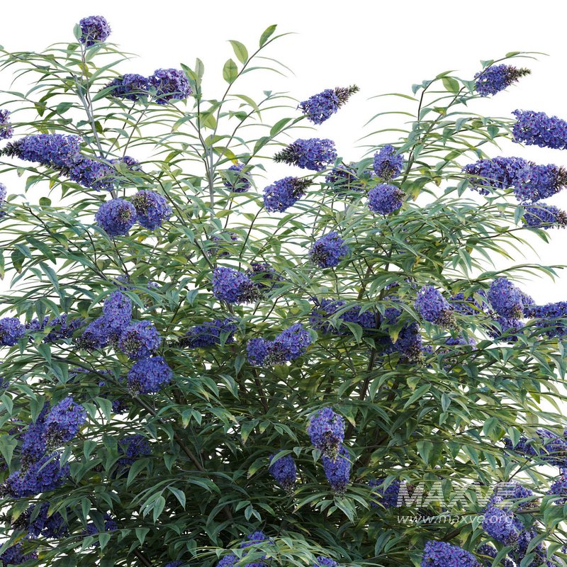 Buddleia ¨C Butterfly Bush 02 - Image 2