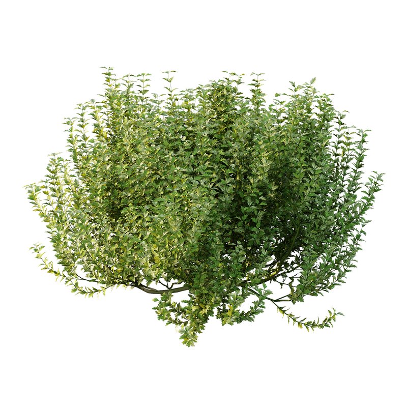 ntal plant, kept for its large, showy flowers. - Image 1