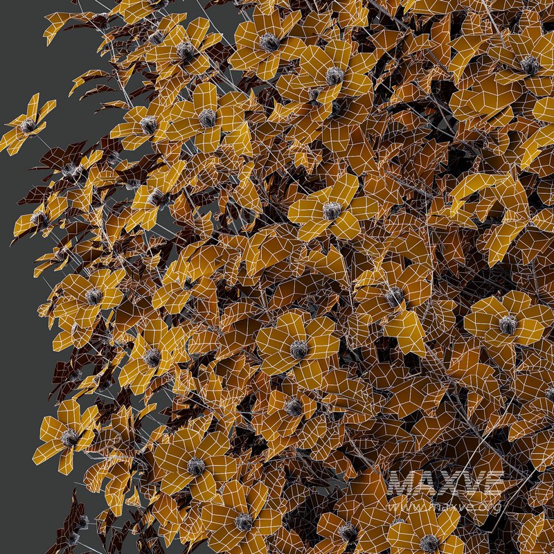 romneya coulter Plant 04 -3 Model - Image 2