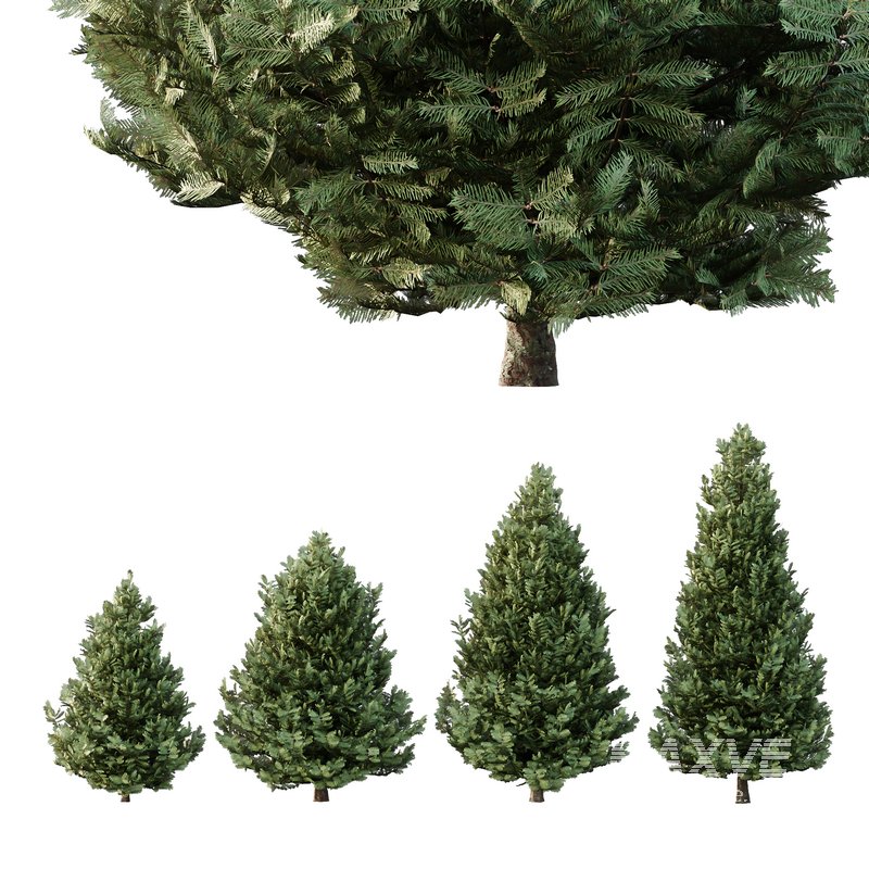 spruce tree005 - Image 2