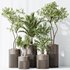 AV Indoor plants set 129 Beech Olea Europaea Olive and Lutescens Areca Palm and Paradise Kentia Everlasting and Yucca Aloifolia - Thumbnail 5