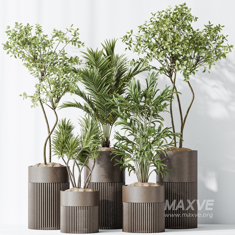 AV Indoor plants set 129 Beech Olea Europaea Olive and Lutescens Areca Palm and Paradise Kentia Everlasting and Yucca Aloifolia - Image 5
