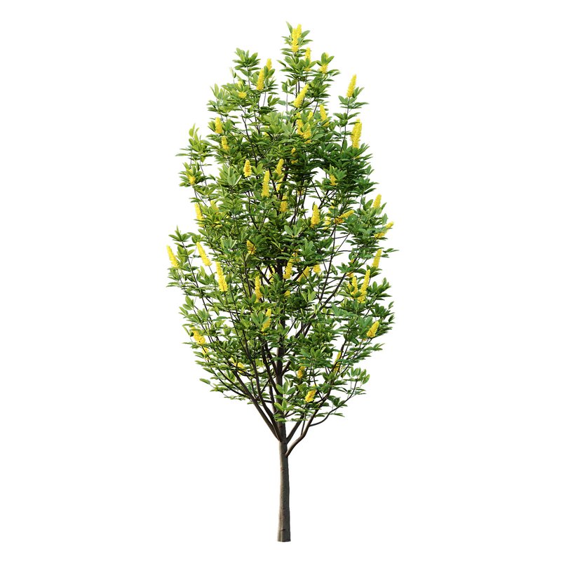 Argyrocytisus battandieri 01 - Image 4