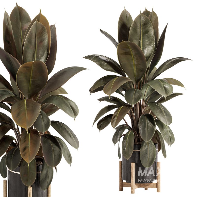 Rubber Plant with Modern Wooden Stand - Image 4