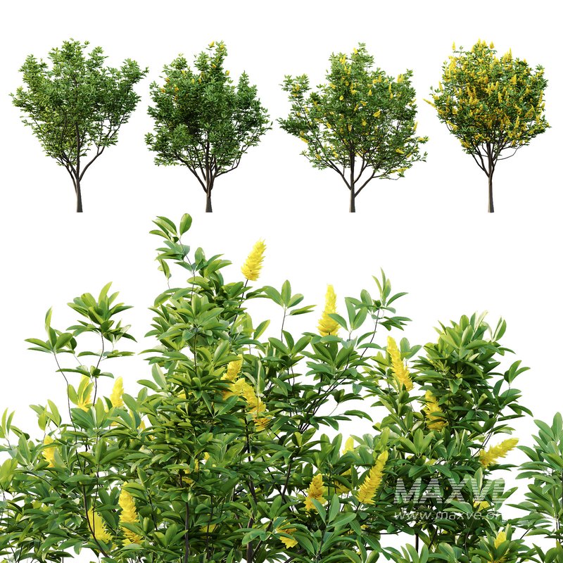 Argyrocytisus battandieri 05 -4 Plants - Image 1