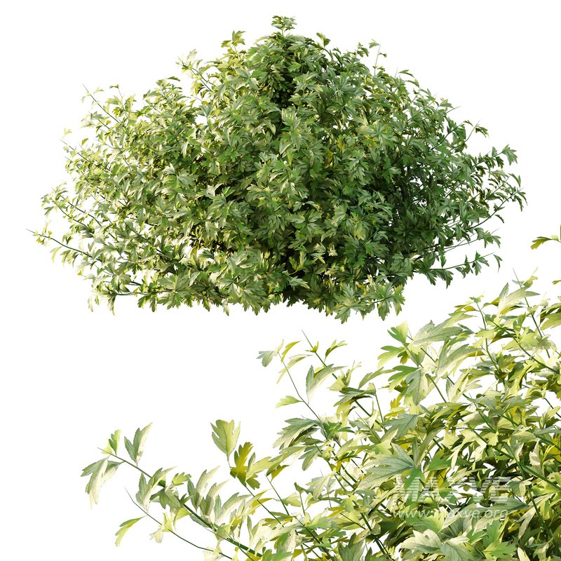 romneya coulter Plant 09 (5 Model) - Image 6