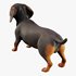 dachshund - Thumbnail 3