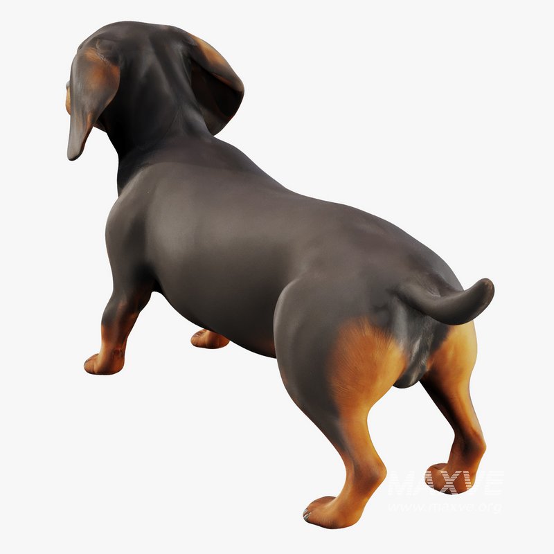 dachshund - Image 3