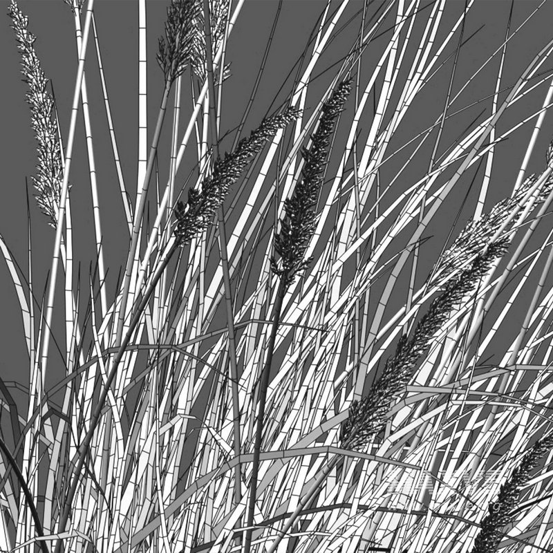 Muhlenbergia rigens -Deer Grass - Image 4