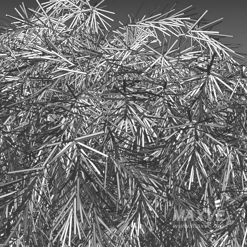 Acacia Cognata Limelight - Image 4