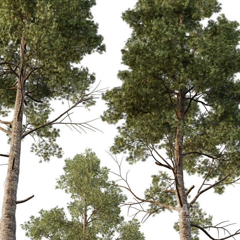 Chamaecyparis thyoides Tree003 - Image 3