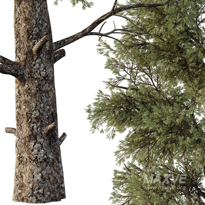 Chamaecyparis thyoides Tree002 - Image 3