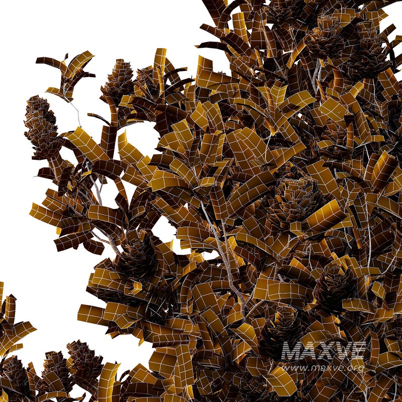 Argyrocytisus battandieri 06 -3Plants - Image 4