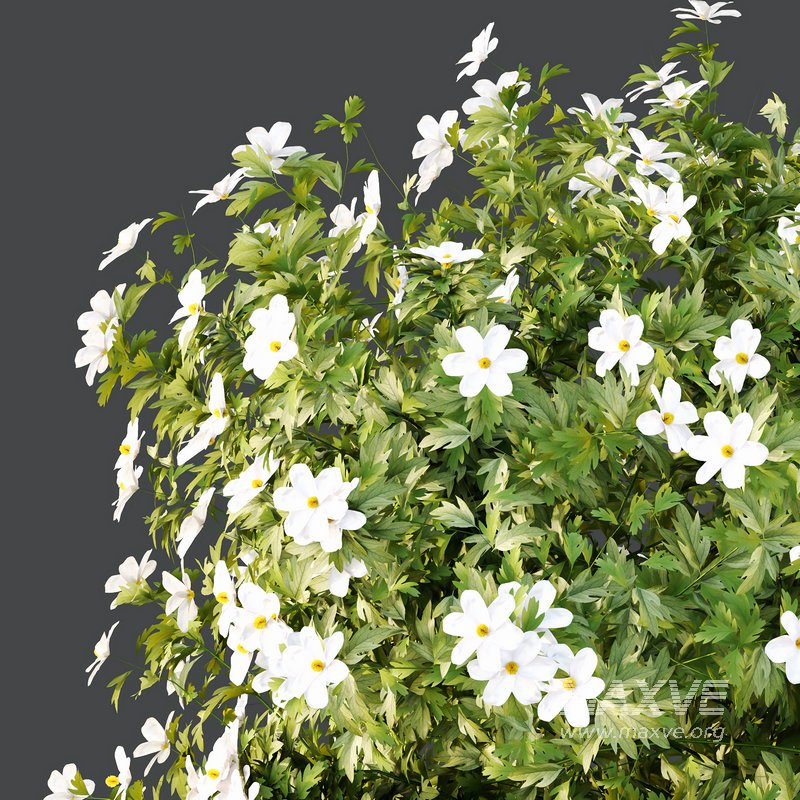 romneya coulter Plant 05 - Image 4