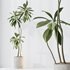 AV Indoor plants set 153 Beech Olea Europaea Olive Eucalyptu and Aloifolia Rostrata Palm and Ficus Cyathistipula African Fig - Thumbnail 3