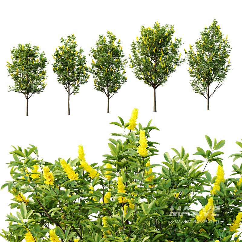 Argyrocytisus battandieri 01 - Image 3