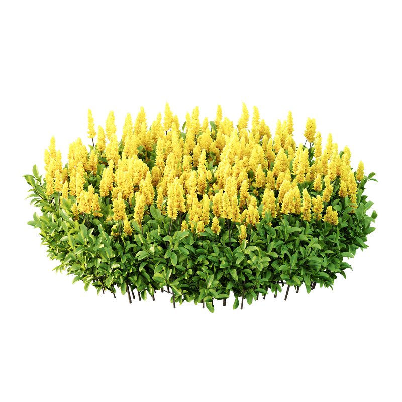 Argyrocytisus battandieri 09 - Image 1