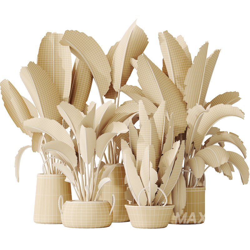 AV Indoor plants set 146 Ravenala Banana Strelitzia Nicolai Bird Of Paradise - Image 7