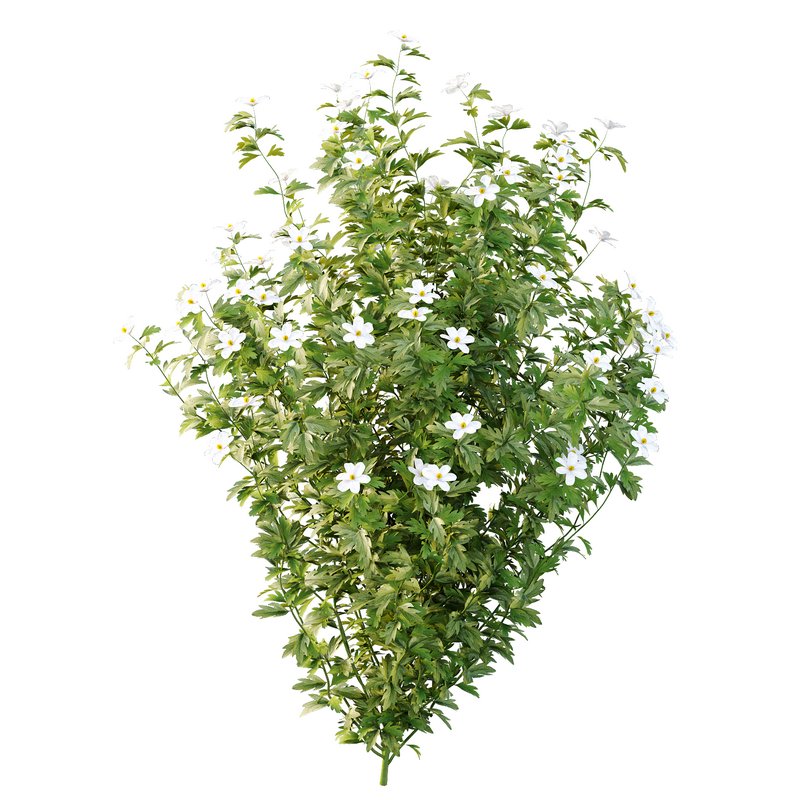 romneya coulter Plant 01 -4 Model - Image 5